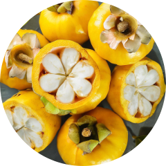 Garcinia Cambogia Extrakt